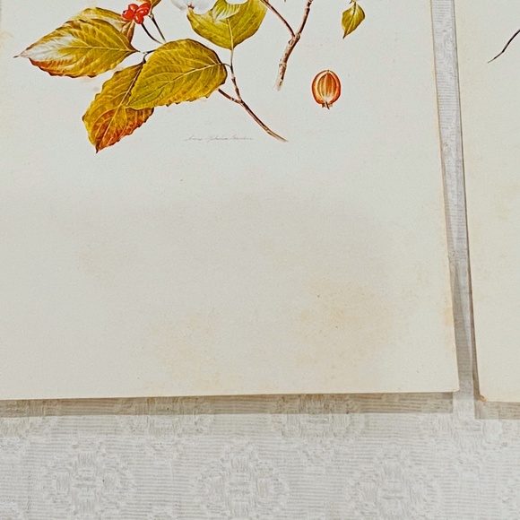 BUNDLE ONLY-Vintage Cottagecore Wildlife Art Gallery Postcard Set - Picture 5 of 10